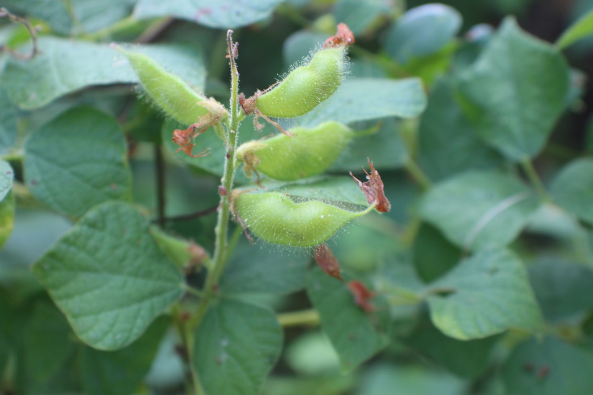 Rhynchosia viscosa DC.